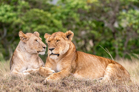 Africa