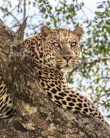 African animals
