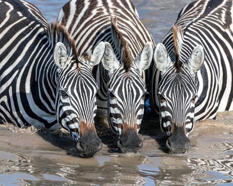 Three Thirsty Zebras