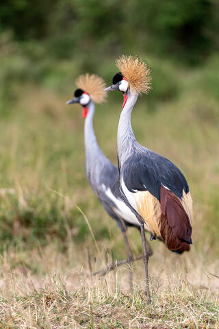 Two of a Kind