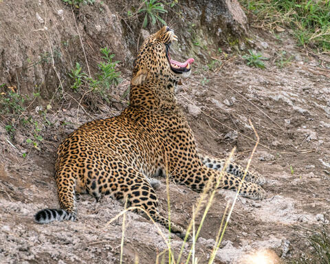 Yawn