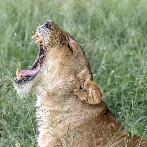 Yawning Lioness