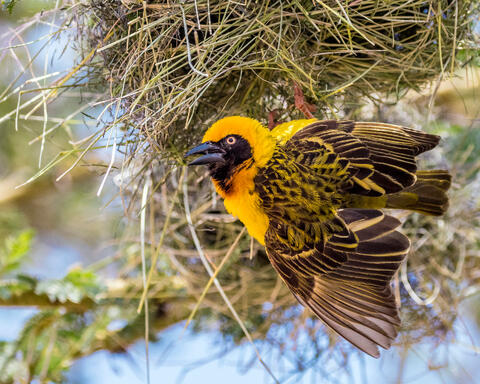 Yellow Weaver