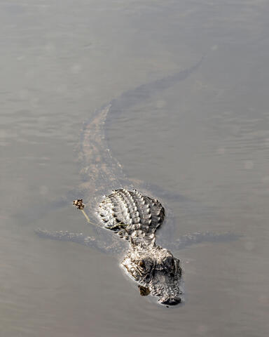 Beneath the Surface