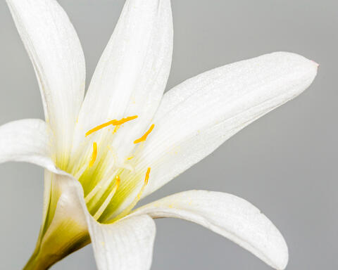 Louisiana Lily