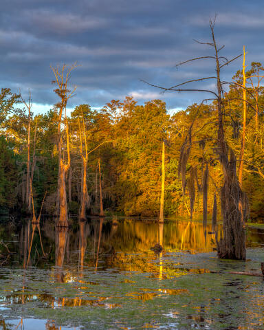 Swamp Sunrise
