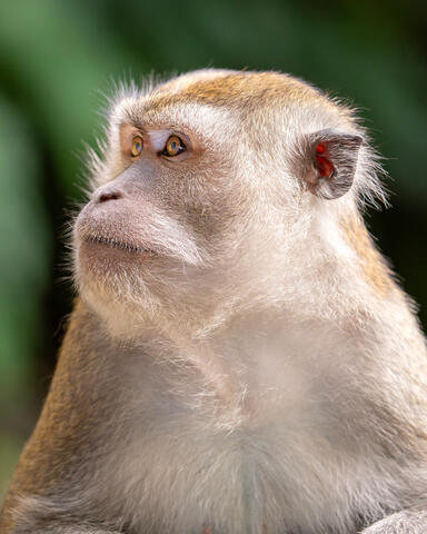 Malaysian Macaque