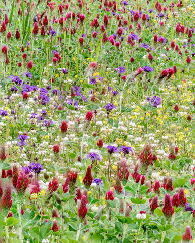 Mississippi Flowers