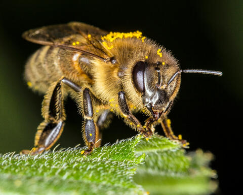 Butterflies, Insects, and Spiders