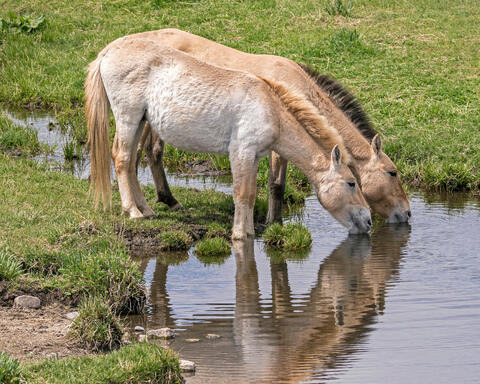 Przewalski's Horses