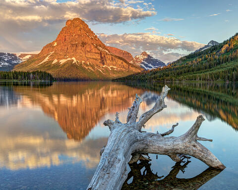 Driftwood at Two Medicine