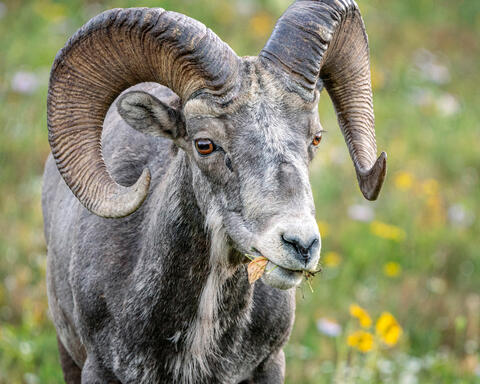 Ram