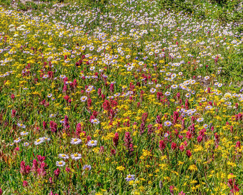 Summer at Logan Pass