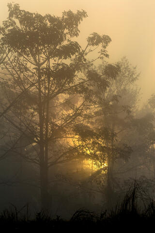 Foggy Morning in Chitwan National Park