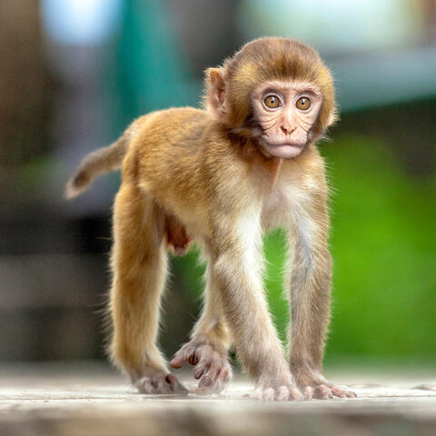 Swayambhunath Monkey