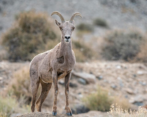 Little Horned Bighorn