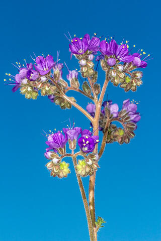 Wild Heliotrope