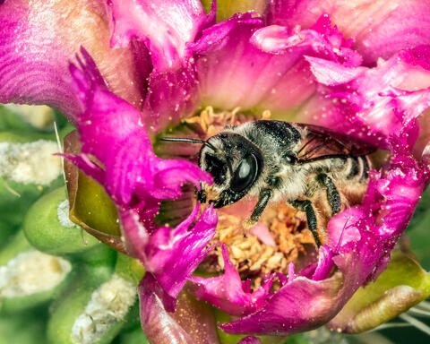 Collecting Pollen