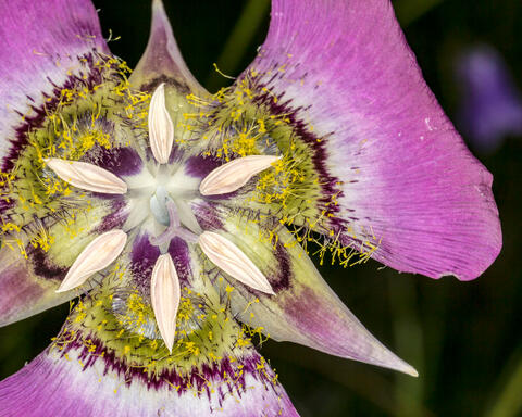 Mariposa Lily