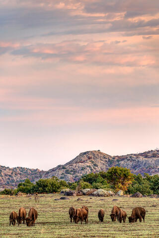 Wichita Mountain Bison Herd Portrait