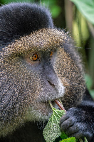Golden Monkey