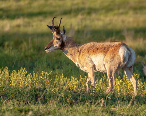 Pronghorn at Sunset