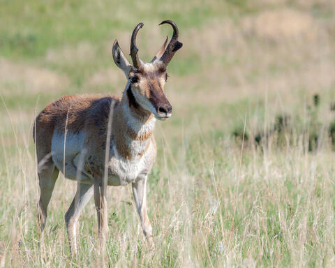 Solitary Pronghorn