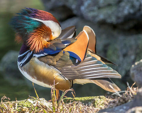 Beautiful Mandarin
