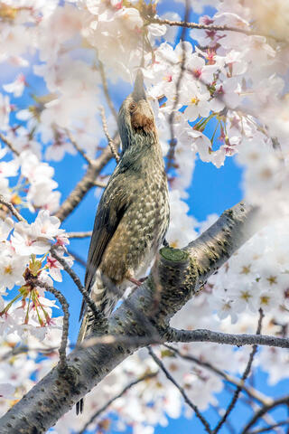 Bulbul and Cherry Blossoms