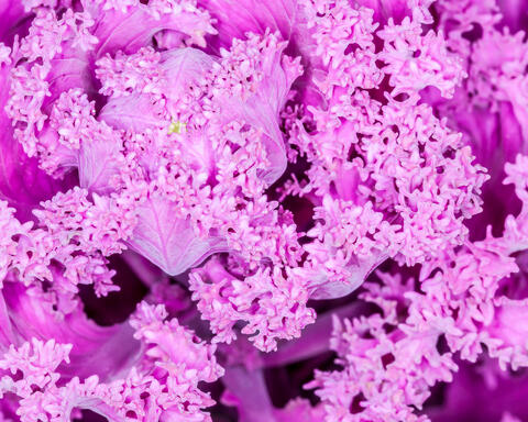 Macro