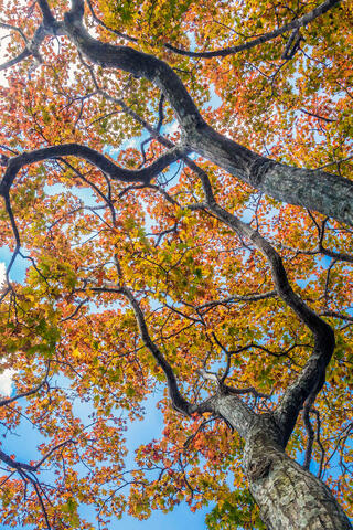 Changing Colors