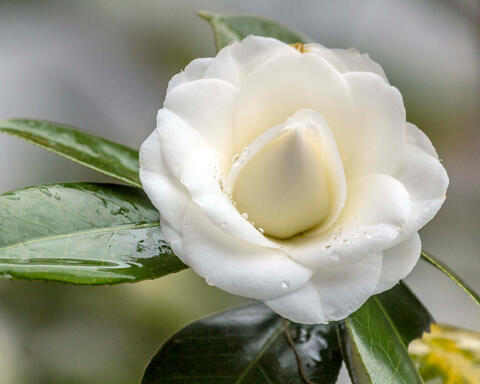 Dewey Camellia