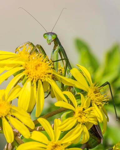 Mantis and Flowers
