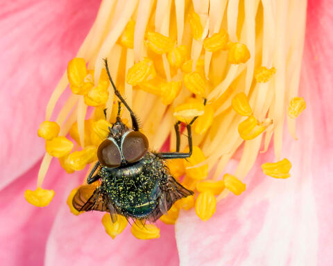 Pollinated Fly