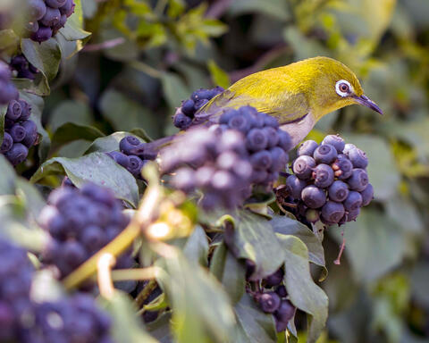Purple and Yellow