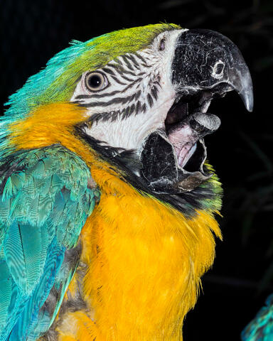 Sleepy Blue-and-yellow Macaw