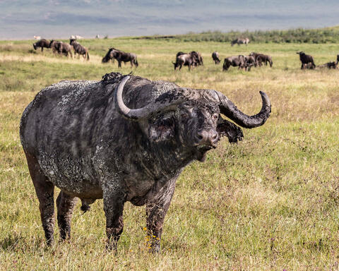Cape Buffalo