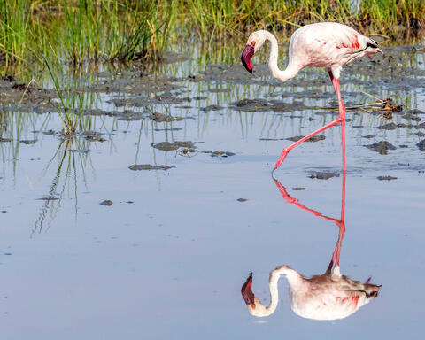 Flamingo Reflection