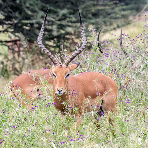 Impala in Flowers