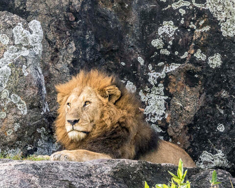 King of the Jungle