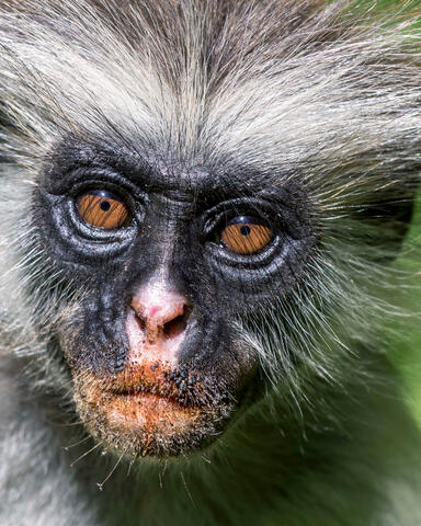 Red Colobus