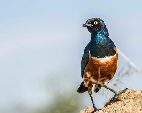 Superb Starling