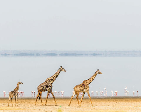 Three Giraffes