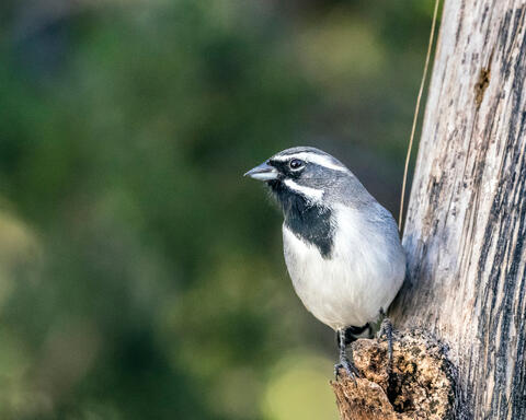 Black-Throated Sparrow