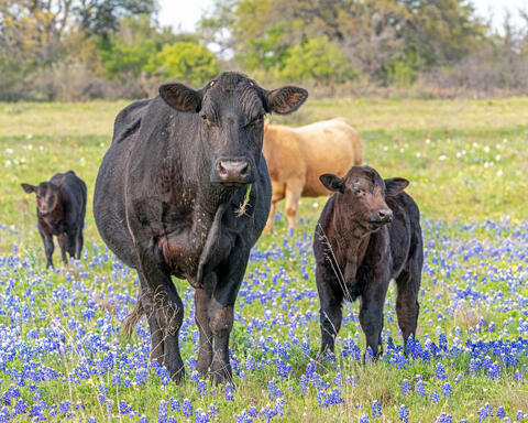 Cattle among Bluebonnets