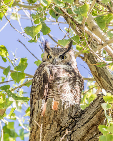 Great Horned Owl