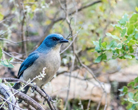 Western Scrub Jay 2