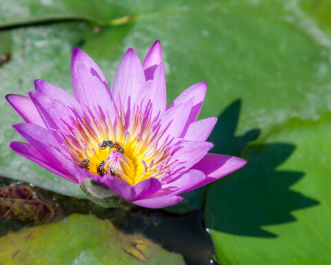 Bees in Bangkok