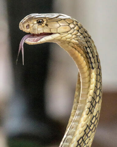 Cobra