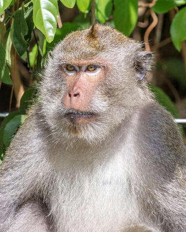 Koh Chang Macaque
